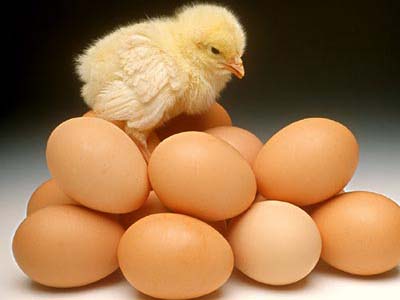 2017年6月15日全国鸡蛋价格市场行情走势分析